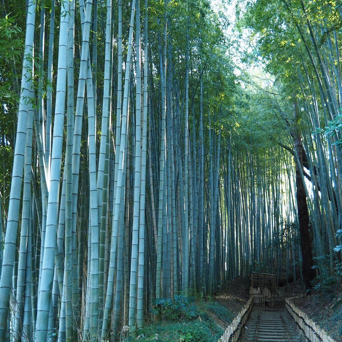 🎍 직박구리 언덕 (히요도리자카)